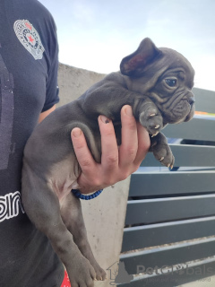 Additional photos: french bulldog puppies for sale