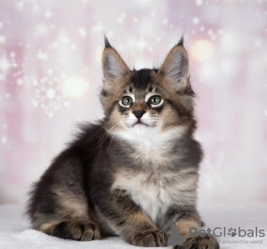 Photo №4. I will sell caracal in the city of Delaware. breeder - price - 2500$