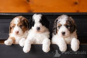 Photo №3. F1 Bernadoodles Ready Now . Austria