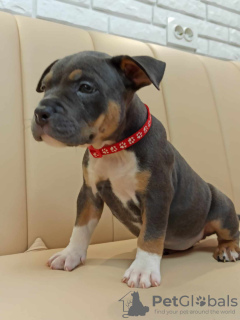 Photo №2 to announcement № 68662 for the sale of american bully - buy in Moldova breeder