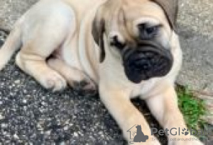 Photo №3. Bullmastiff puppies for sale. Finland