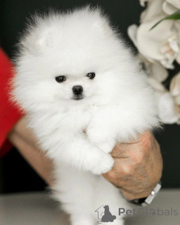 Photo №4. I will sell pomeranian in the city of Munich. private announcement - price - 374$