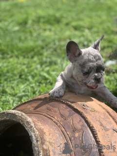 Photo №4. I will sell french bulldog in the city of Лиер. private announcement - price - 2113$