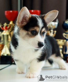 Photo №1. welsh corgi - for sale in the city of Minsk | negotiated | Announcement № 86298