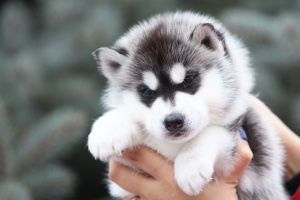 Photo №1. siberian husky - for sale in the city of Voronezh | 569$ | Announcement № 4829