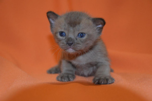 Photo №3. Burmese kittens from the nursery. Russian Federation