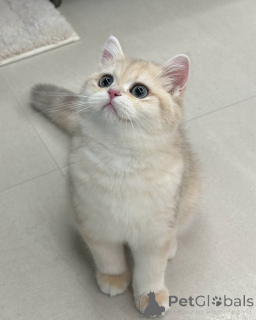 Photo №2 to announcement № 157999 for the sale of british shorthair - buy in Ireland private announcement