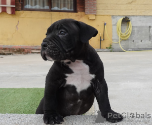 Photo №1. american bully - for sale in the city of Estepona | negotiated | Announcement № 50898