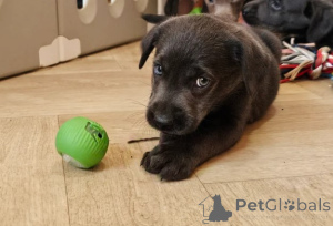 Photo №2 to announcement № 156078 for the sale of labrador retriever - buy in Germany breeder