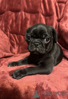 Photo №1. pug - for sale in the city of Chambéry | negotiated | Announcement № 172075