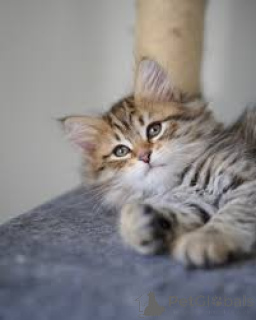 Photo №1. siberian cat - for sale in the city of Brussels | 500$ | Announcement № 165835
