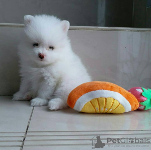 Photo №1. pomeranian - for sale in the city of London | Is free | Announcement № 120240