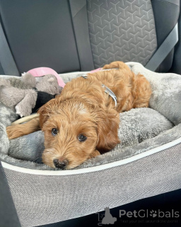 Photo №1. labradoodle - for sale in the city of Damüls | negotiated | Announcement № 156421