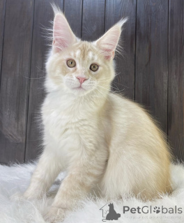 Photo №2 to announcement № 161673 for the sale of maine coon - buy in United States breeder