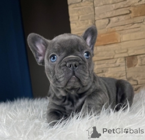 Photo №1. french bulldog - for sale in the city of Berlin | 619$ | Announcement № 160659