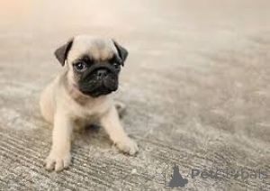 Photo №4. I will sell pug in the city of Herisau.  - price - negotiated