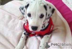 Photo №2 to announcement № 129150 for the sale of dalmatian dog - buy in Finland breeder