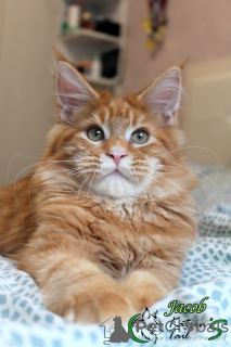 Photo №1. maine coon - for sale in the city of St. Petersburg | 552$ | Announcement № 25981