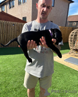 Photo №4. I will sell cane corso in the city of Wiener Neustadt. breeder - price - 281$