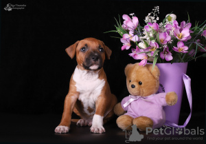 Photo №3. American Staffordshire Terrier puppies. Ukraine