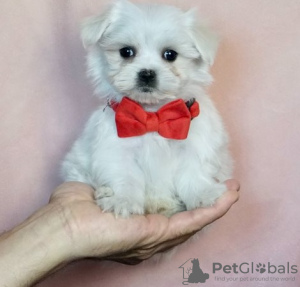 Photo №2 to announcement № 107574 for the sale of maltese dog - buy in France private announcement