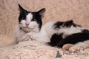 Photo №3. Intelligent cat Squirrel as a gift. Belarus