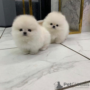 Photo №1. pomeranian - for sale in the city of Rome | 306$ | Announcement № 93784