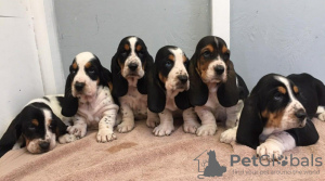 Photo №1. basset hound - for sale in the city of Virginia Beach | negotiated | Announcement № 12068