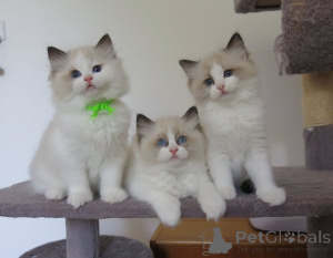 Photo №1. ragdoll - for sale in the city of Helsinki | 361$ | Announcement № 165166