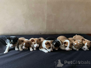 Photo №4. I will sell basenji in the city of Werbass.  - price - Is free