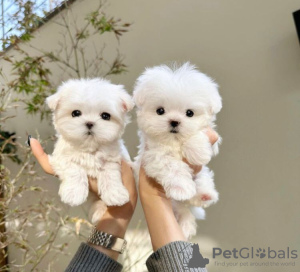 Photo №1. maltese dog - for sale in the city of Fresno | 275$ | Announcement № 86373