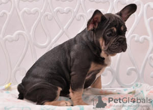 Photo №2 to announcement № 12817 for the sale of french bulldog - buy in Poland private announcement