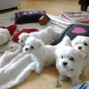 Photo №2 to announcement № 25453 for the sale of maltese dog - buy in Italy private announcement