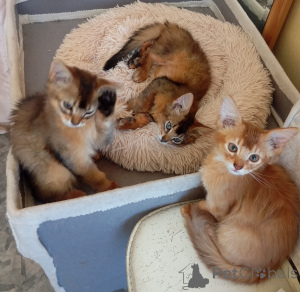 Photo №1.  - for sale in the city of Riga | 847$ | Announcement № 141243