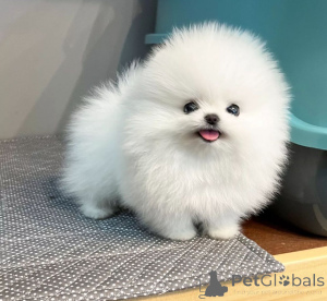 Photo №4. I will sell pomeranian in the city of Berlin.  - price - negotiated