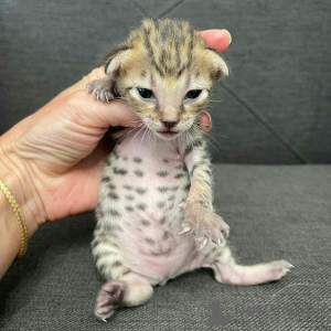 Photo №4. I will sell bengal cat in the city of Newcastle. breeder - price - 600$