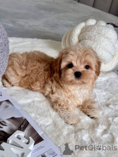 Photo №3. Lovely Maltipoo Puppies For sale.. Italy