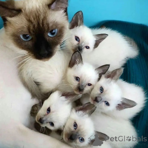 Photo №1. siamese cat - for sale in the city of Berlin | negotiated | Announcement № 161188