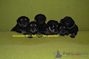 Photo №2 to announcement № 39550 for the sale of schnauzer - buy in Russian Federation from nursery
