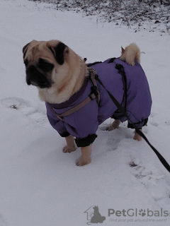 Photo №1. pug - for sale in the city of Sumy | Is free | Announcement № 133650