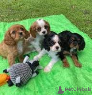 Photo №2 to announcement № 165999 for the sale of cavalier king charles spaniel - buy in Spain private announcement, breeder