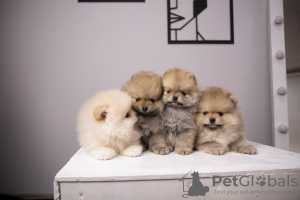 Photo №2 to announcement № 92976 for the sale of pomeranian - buy in Poland private announcement, breeder