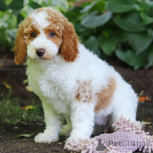 Photo №1. poodle (toy) - for sale in the city of Munich | 723$ | Announcement № 172242