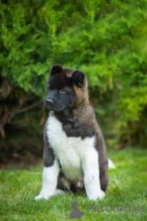 Photo №2 to announcement № 69329 for the sale of american akita - buy in Ukraine breeder