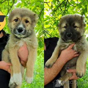Photo №2 to announcement № 13128 for the sale of caucasian shepherd dog - buy in Ukraine private announcement