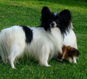 Photo №1. papillon dog - for sale in the city of Kintai | 446$ | Announcement № 863