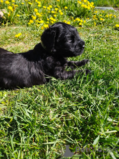 Additional photos: Black Russian Terrier puppies are offered from the oldest kennel in St.