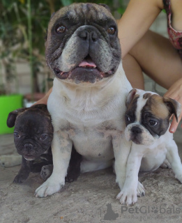 Photo №2 to announcement № 7260 for the sale of french bulldog - buy in Ukraine private announcement