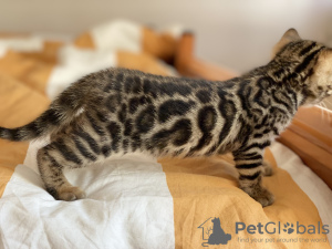 Additional photos: Urgently selling cute bengal kittens