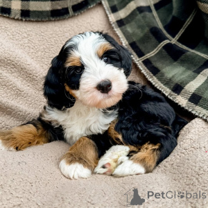 Photo №2 to announcement № 160073 for the sale of labradoodle - buy in Ireland private announcement